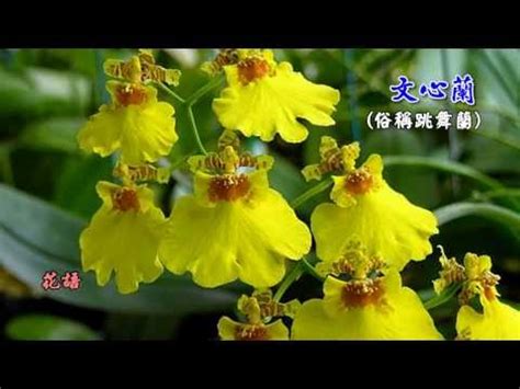 文心蘭的花語|文心蘭花語：隱藏的愛與快樂無憂的幸福密語 